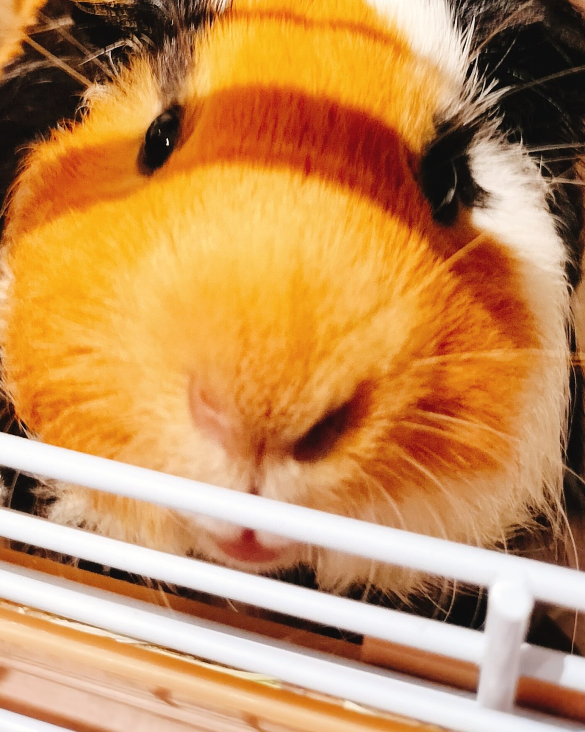 【モルモット】きょうのジョシュアくん