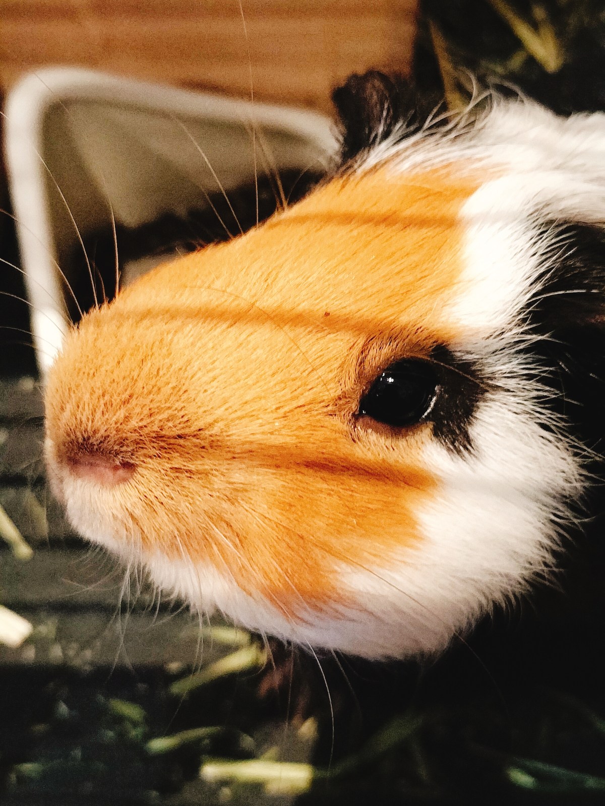 健康保険法について