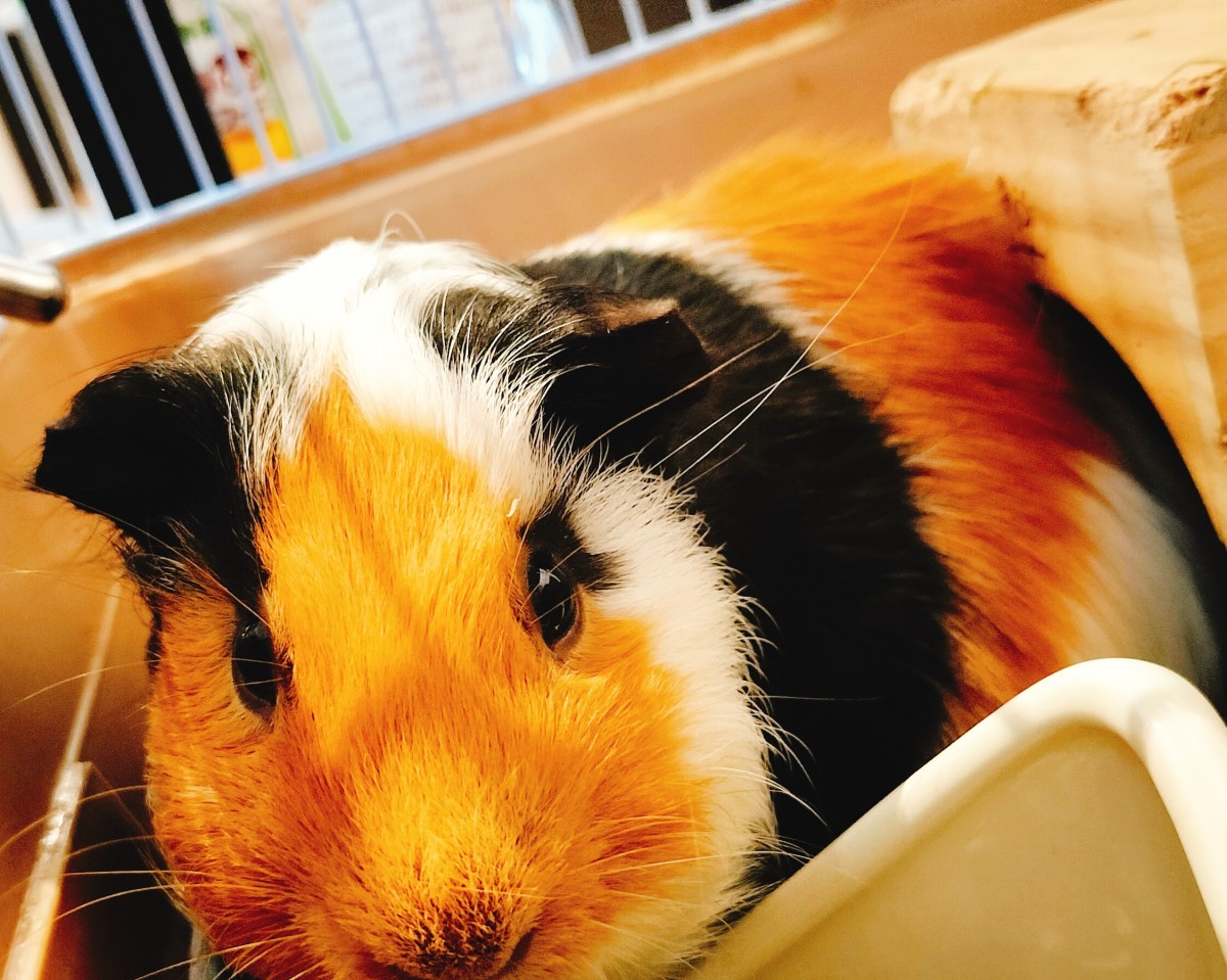 国民年金法について