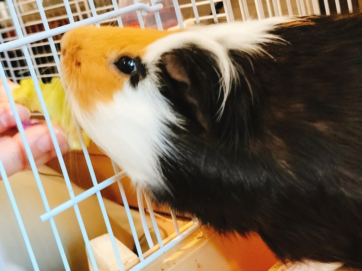 厚生年金保険法について2