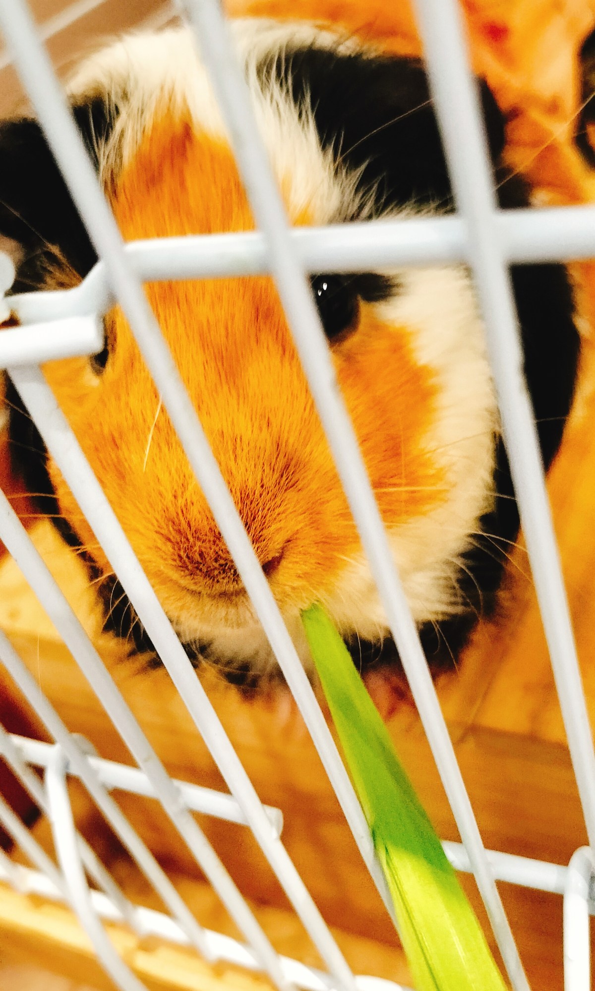 厚生年金保険法について