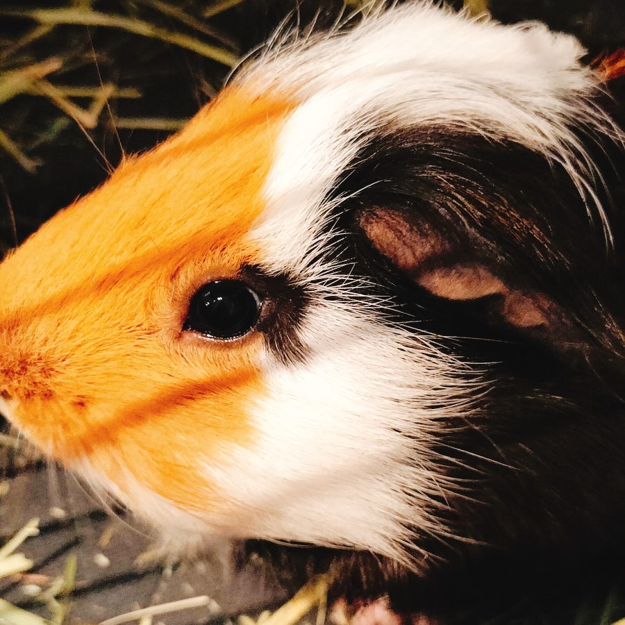 社会保険一般常識について